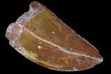 Serrated, Carcharodontosaurus Tooth - Nice Enamel #85777-1